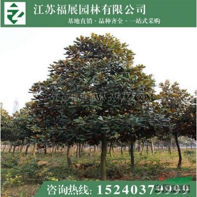 紫薇供應/紫薇圖片