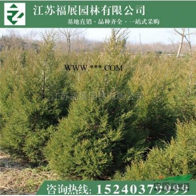 江蘇紅楓價格1800元一株