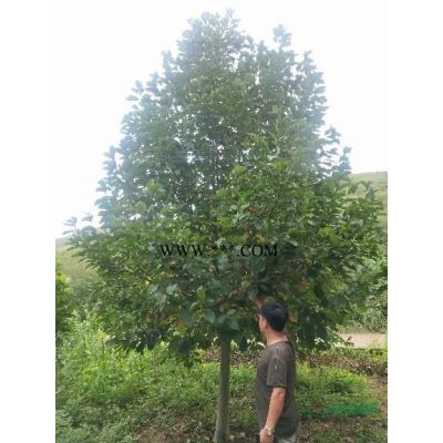 北欒，北欒樹，北京欒樹，欒樹5-20公分