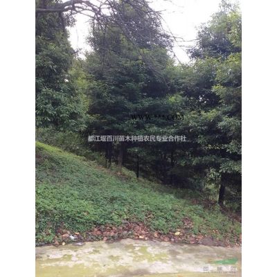 叢生欒樹(shù)　拼栽欒樹(shù)　欒樹(shù)叢生　欒樹(shù)拼栽　叢生欒樹(shù)價(jià)格　叢生欒樹(shù)哪里便宜　叢生欒樹(shù)行情　叢生欒樹(shù)產(chǎn)地