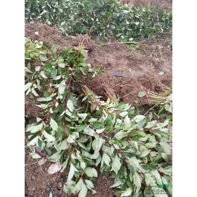大量處理供應1-15公分紅葉李_紫葉李