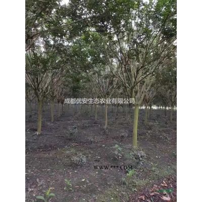 成都欒樹(shù)搖錢(qián)樹(shù)價(jià)格低便宜10公分15公分20公分農(nóng)戶直銷(xiāo)