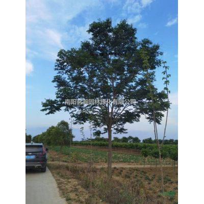 15--18公分精品櫻花