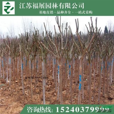 江蘇櫻花樹價格  櫻花樹照片  櫻花樹產地
