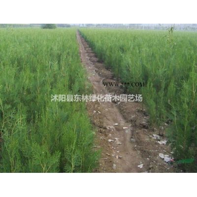 供應(yīng)烏桕價(jià)格、烏桕圖片、烏桕產(chǎn)地、烏桕綠化苗木苗圃基地直銷