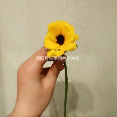 四川哪里有賣楓香種子的？今年楓香種子價格便宜嗎？