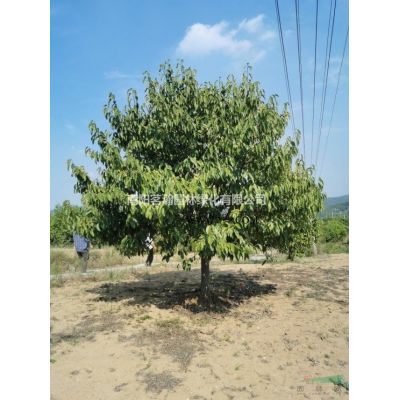 供應5米精品白皮松