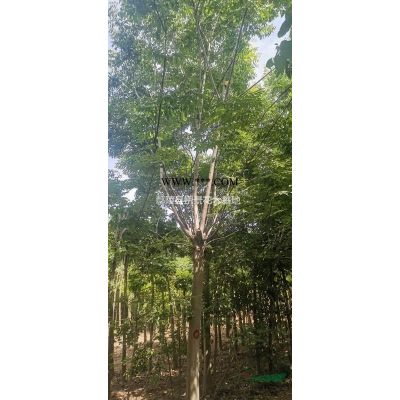 河南檜柏、國槐、欒樹、合歡、青桐、白臘、大葉女貞、垂柳、垂榆