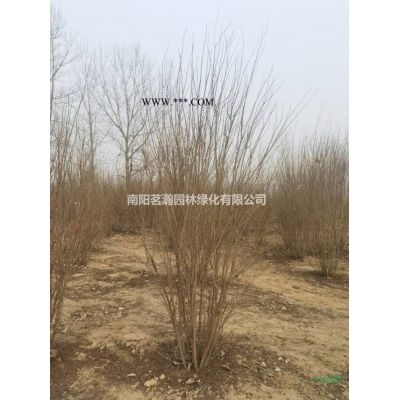 供應8--12公分重陽木