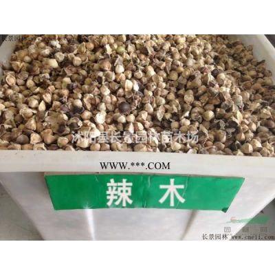 今年金合歡種子價格便宜嗎？