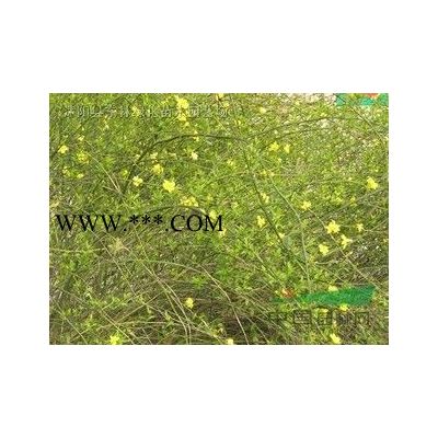 紅花紫薇價(jià)格-紅花紫薇圖片-紅花紫薇綠化苗木苗圃直銷