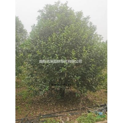 南陽供應15公分精品白蠟