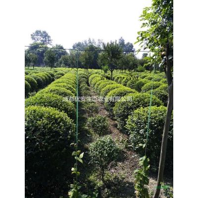 成都樸樹(shù)低價(jià)格便宜好樹(shù)農(nóng)戶直銷(xiāo)20公分25公分35公分