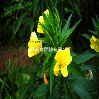 喬木-重陽(yáng)木，重陽(yáng)木苗，重陽(yáng)木基地，沭陽(yáng)重陽(yáng)木，重陽(yáng)木價(jià)格