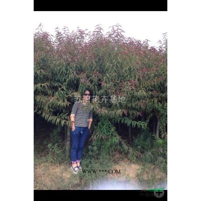 白蠟10---20公分