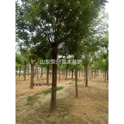 優(yōu)質(zhì)合歡樹 合歡苗 濟(jì)寧合歡基地 12-20公分合歡