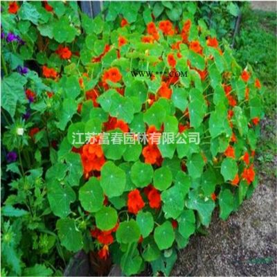 喬木-白蠟，白蠟苗，白臘樹，白臘價(jià)格，沭陽(yáng)白蠟