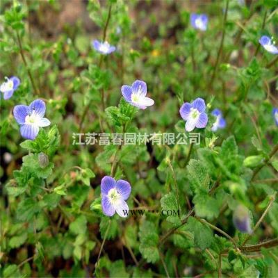 烏桕，烏桕苗，又名臘子樹、桕子樹，烏桕基地，烏桕樹價格