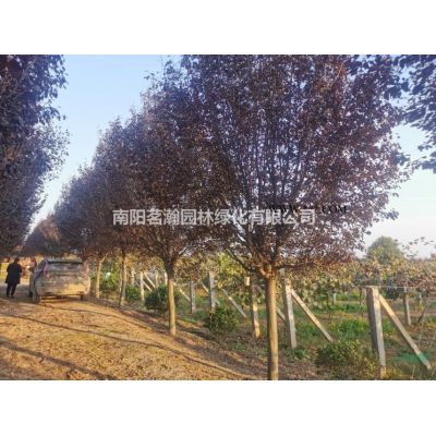 供應15-20公分烏桕