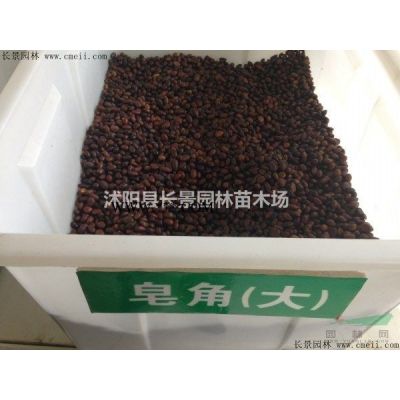 烏桕種子批發多少錢一斤？
