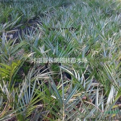白皮松種子價格哪里比較低？白皮松種子產地在哪里？