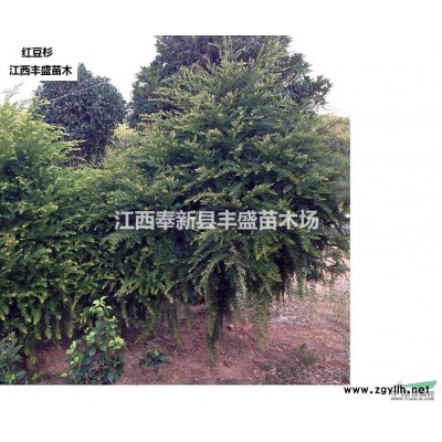 供應(yīng)色塊苗、地被苗、金邊黃楊、金葉女貞、春鵑、夏菊、時花