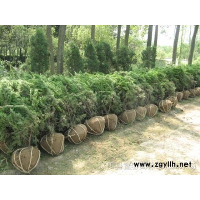 大量批發(fā)火棘 出售 綠化苗 灌木 小喬木 火棘苗