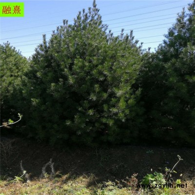 2.5米白皮松 道路綠化 3米白皮松價(jià)格 白皮松廠家