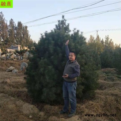 融熹園藝 白皮松基地 道路綠化 4米白皮松 現(xiàn)場(chǎng)選樹  3米白皮松 3.5米白皮松