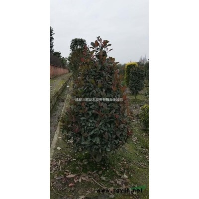 四川供應(yīng)金森女貞  金森女貞種植戶直銷(xiāo)、金森女貞價(jià)格