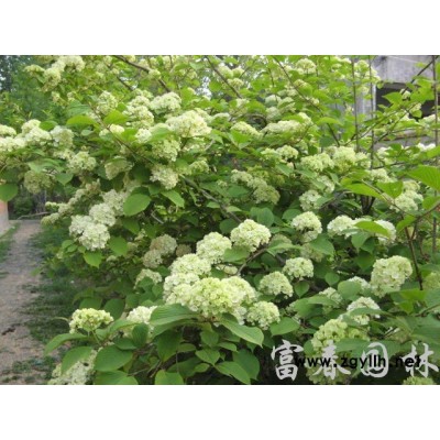 大量出售大葉黃楊球小葉黃楊球 瓜子黃楊 規(guī)格*批發(fā)小葉黃楊