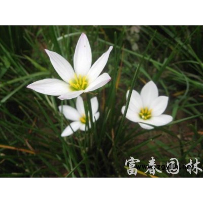 長(zhǎng)期供應(yīng)金葉女貞金葉女貞球小苗 金葉女貞球 叢生苗
