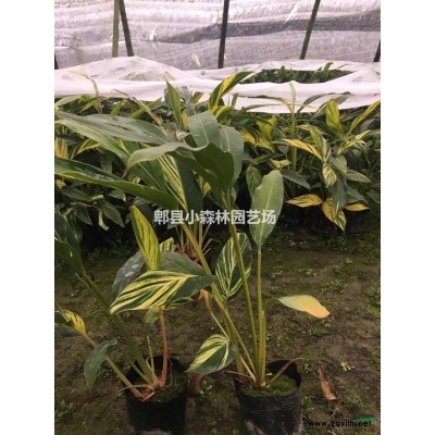 西洋鵑，杜鵑，春鵑，夏鵑，毛鵑，比利時杜鵑