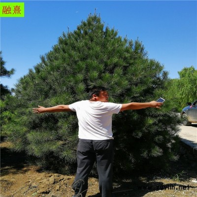 供應(yīng)白皮松 6米白皮松 園林綠化  白皮松苗圃