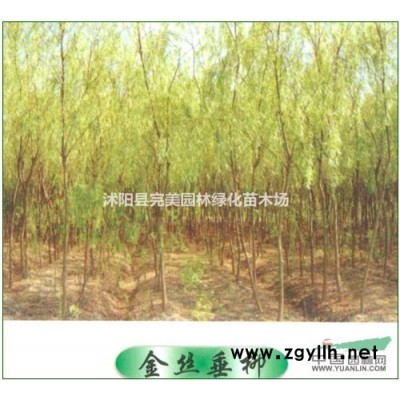 春鵑，夏鵑，紫鵑，毛鵑， 杜鵑