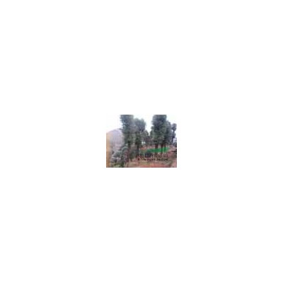 批發(fā)杜鵑工程用苗0.45元湖南杜鵑小苗價(jià)格