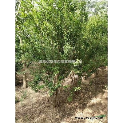 成都金邊黃楊苗低價(jià)格農(nóng)戶直銷(xiāo)工程小苗
