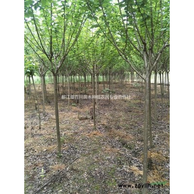 四川金邊黃楊批發(fā)基地　金邊黃楊苗圃直銷(xiāo)　金邊黃楊品種介紹　黃楊有哪里品種　金邊黃楊毛籠子　金邊黃楊球