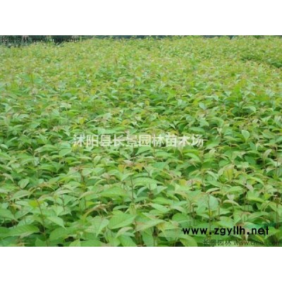 哪有批發月季花種子的專業公司？