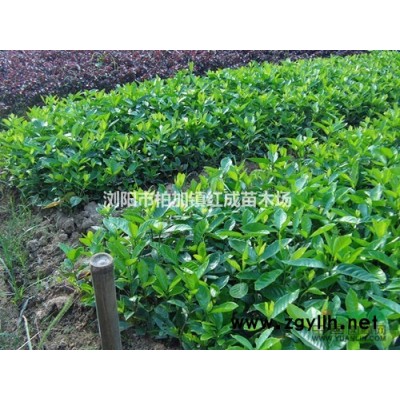 供應湖南月季/湖南月季價格/櫻花/櫻花價格/櫻花嫁接技術