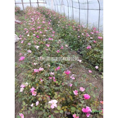 產(chǎn)地直銷，大量各規(guī)格月季、豐花月季、紅帽月季、月季圖片