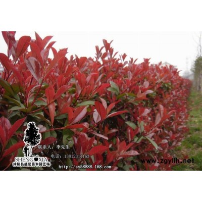 直銷一級(jí)綠化苗木  名貴彩色缽紅葉石楠苗 石楠小苗 花卉苗木