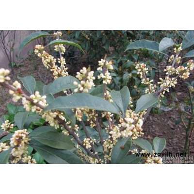 工程綠化苗木 桂花樹苗庭院觀花桂花小苗 規格齊全 價格從優
