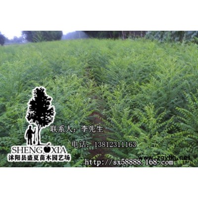 盛夏苗木直銷批發(fā)綠化苗木 國(guó)槐 國(guó)槐樹苗  一米五高國(guó)槐苗