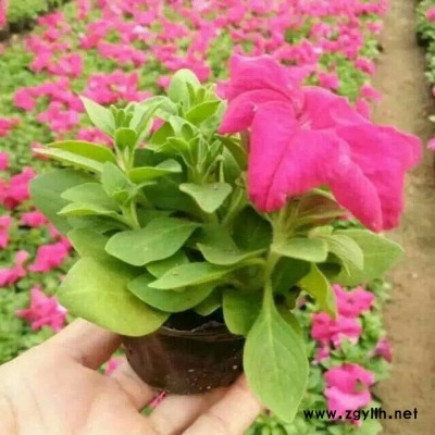 鑫超綠化苗木 花卉大量批發(fā) 山東青州