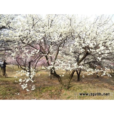 龍游梅，江蘇沭陽富春園林是龍游梅盆景苗的栽培基地，苗圃大量現貨供應出售，規格全 價格低 品種優，歡迎采購批發各類綠化苗木