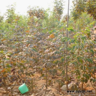1-25公分紅葉白蠟，苗圃基地現貨低價出售供應**紅葉白蠟工程苗，品種優價格低，沭陽富春園林歡迎前來采購批發各類綠化苗木