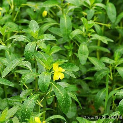 水生植物-黃花水龍小苗，江蘇富春園林苗圃大量供應出售黃花水龍工程苗，規格全價格低品種優，基地現貨歡迎采購批發各類綠化苗木