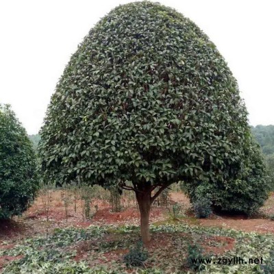 **叢生桂花批發(fā) 湖南基地直供 庭院觀賞綠化苗木 規(guī)格齊全 貨源充足