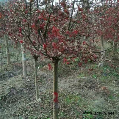 庭院景觀綠化苗木紅楓批發(fā) 湖南苗圃直供  規(guī)格齊全 成活率高